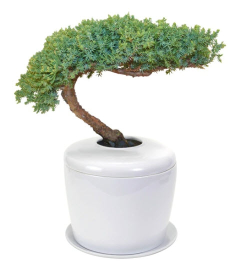 Cremation Urns That Grow Trees